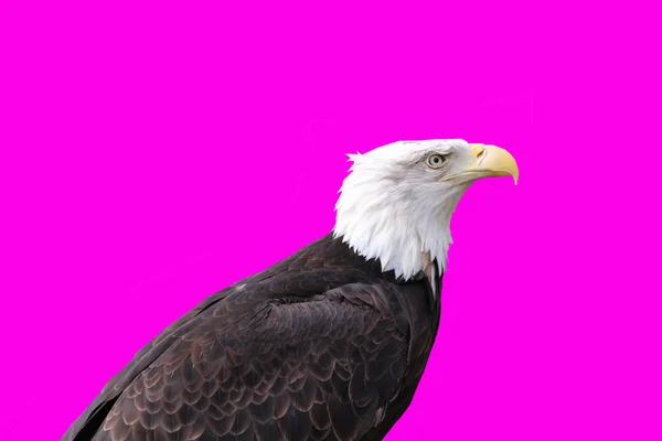 Ein isolierter schöner Adler — Stockfoto