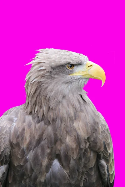 孤立的美丽鹰 — 图库照片