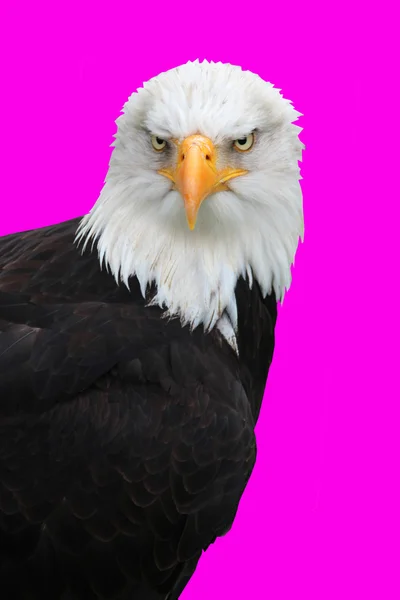 Ein isolierter schöner Adler lizenzfreie Stockbilder