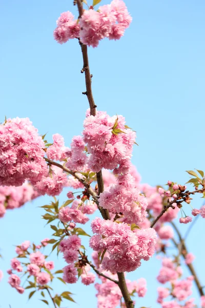 Belas flores de árvores — Fotografia de Stock