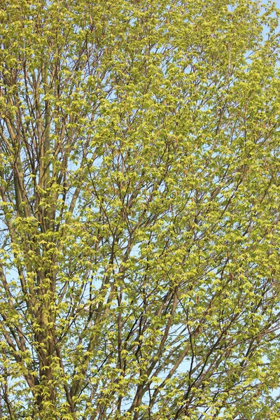 stock image Beautiful tree blossoms