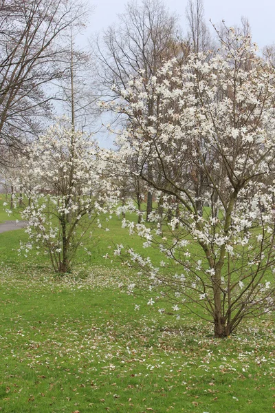 Krásný strom květy — Stock fotografie
