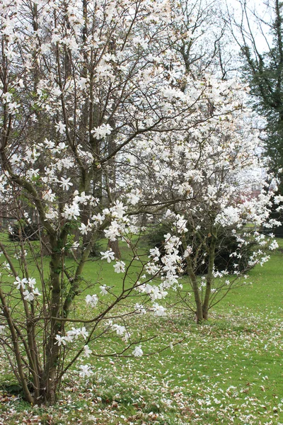 Hermosas flores de árboles —  Fotos de Stock