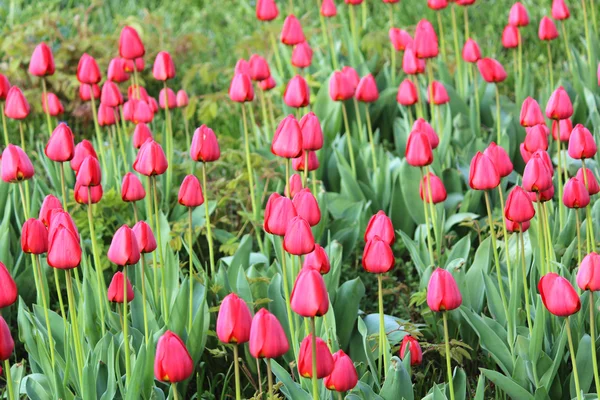 Lindas flores de tulipa flor Imagem De Stock