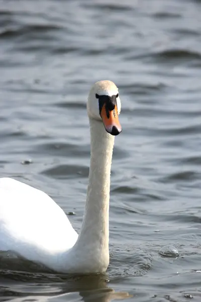 Um belo cisne branco — Fotografia de Stock