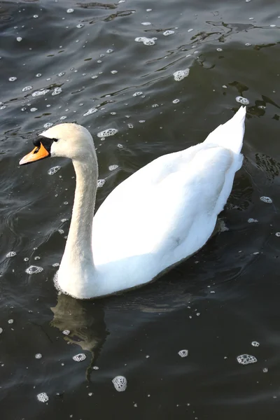 Um belo cisne branco — Fotografia de Stock