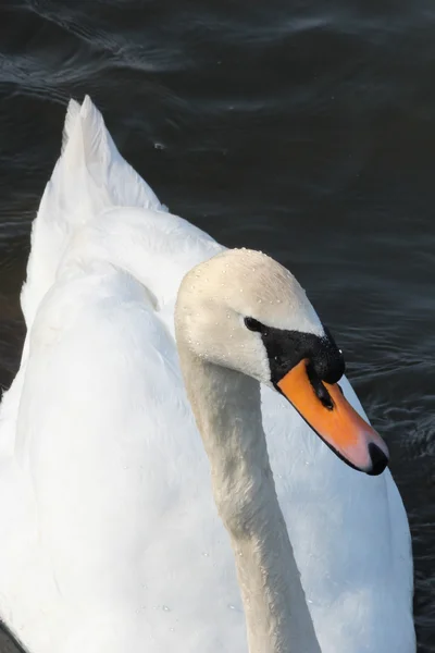 美丽的白色天鹅 — 图库照片