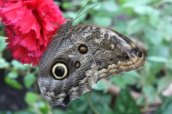 Ein schöner Schmetterling — Stockfoto