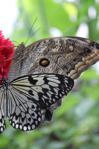 A beautiful butterfly — Stock Photo, Image