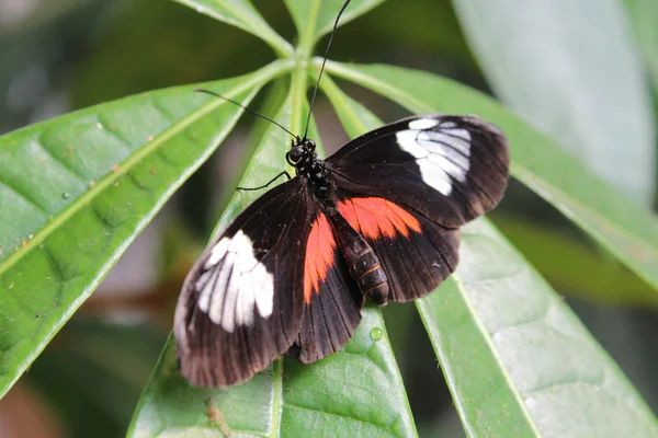 A beautiful butterfly — Stock Photo, Image