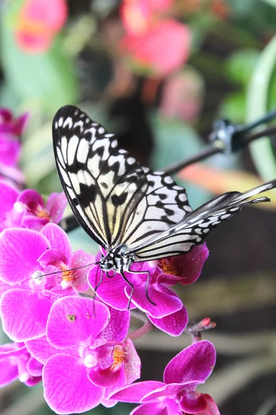 Uma linda borboleta — Fotografia de Stock