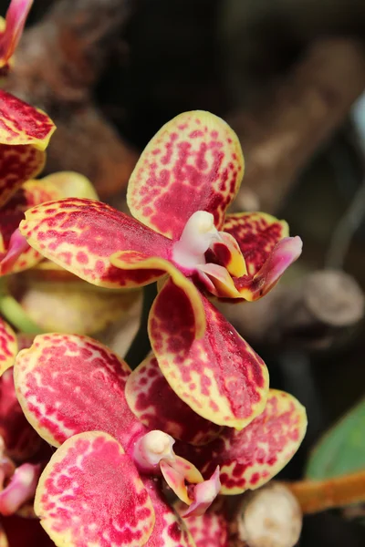 Una bella orchidea — Foto Stock