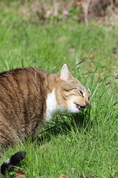 Kočičí trávu čas — Stock fotografie