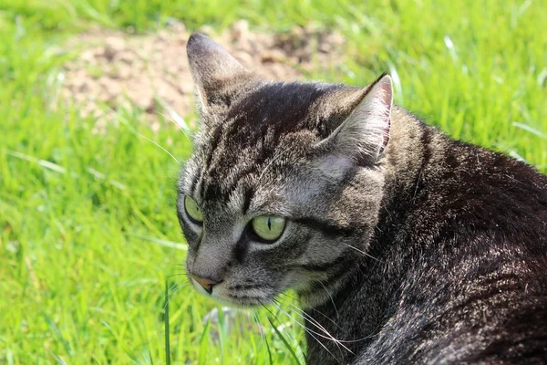 草原の猫 — ストック写真