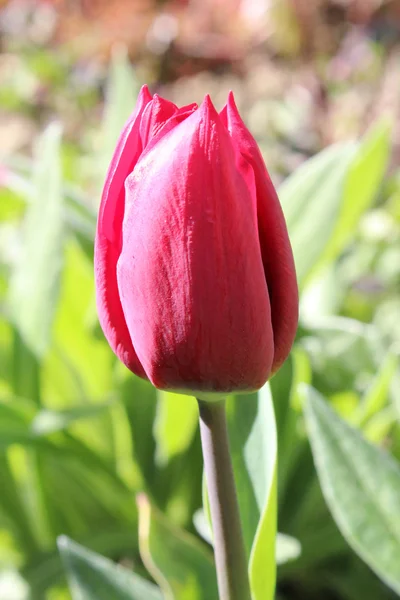 봄에서 꽃 꽃 — 스톡 사진
