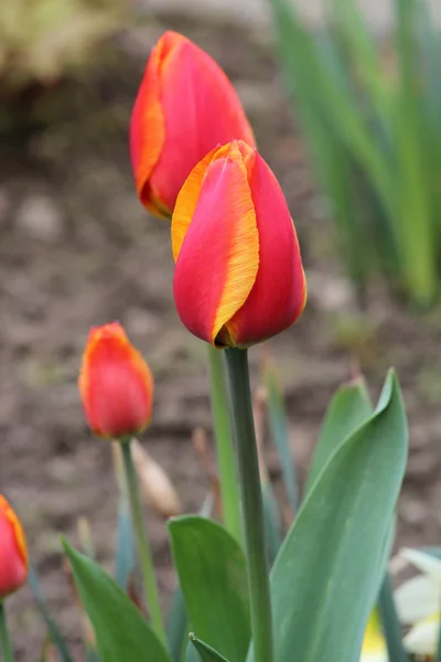 Un hermoso tulipán —  Fotos de Stock
