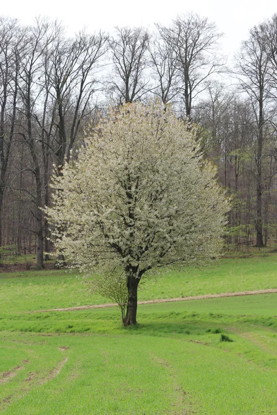Ένα όμορφο δέντρο, άνοιξη — Φωτογραφία Αρχείου
