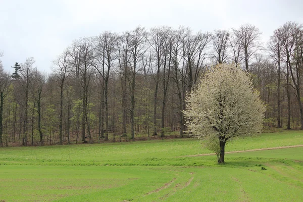 Ein schöner Baum im Frühling — Stockfoto
