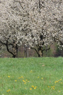 Bahar çiçekli ağaçlar