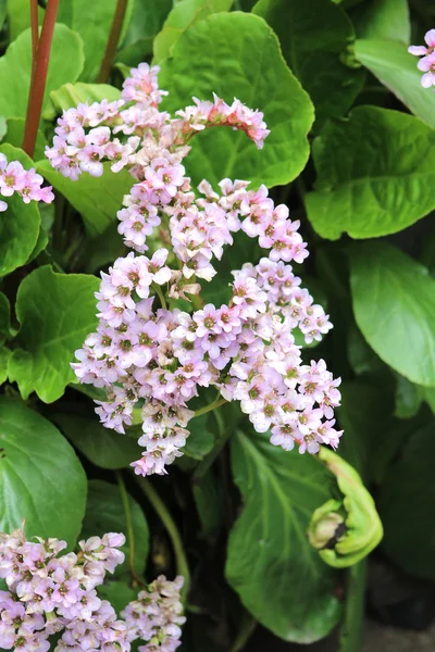 Blommor blommar pÄ våren — Stockfoto