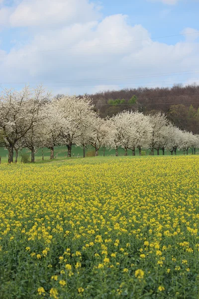 봄에서 꽃 피는 나무 — 스톡 사진