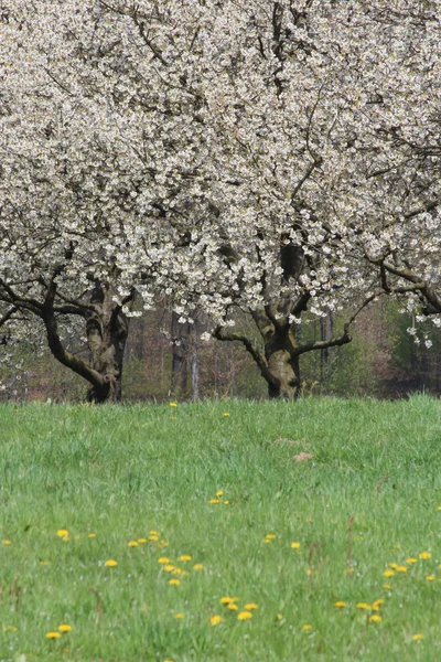 Весной цветущие деревья — стоковое фото
