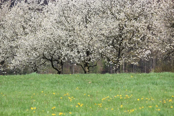 Весной цветущие деревья — стоковое фото