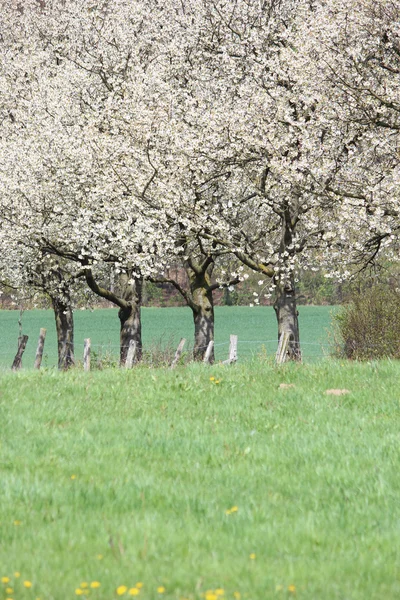 Blühende Bäume im Frühling — Stockfoto