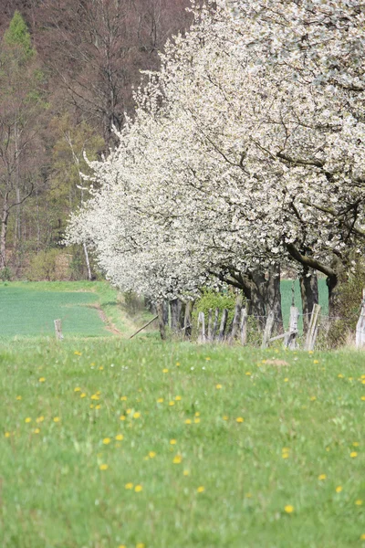 Floraison des arbres au printemps — Photo