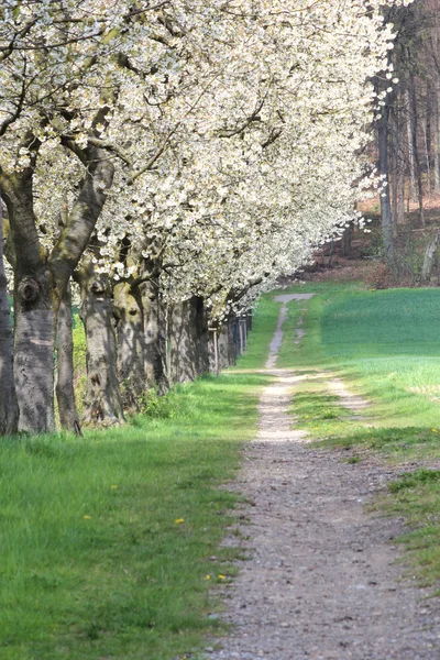 Floração de árvores na primavera — Fotografia de Stock