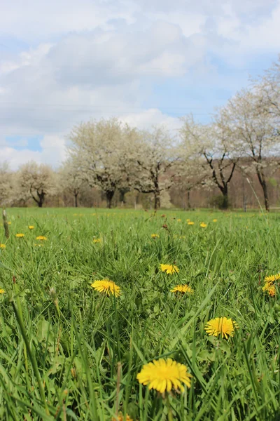 Flores en un prado —  Fotos de Stock