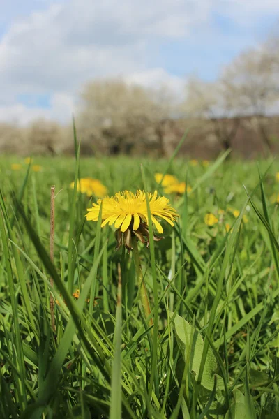 Flores en un prado —  Fotos de Stock