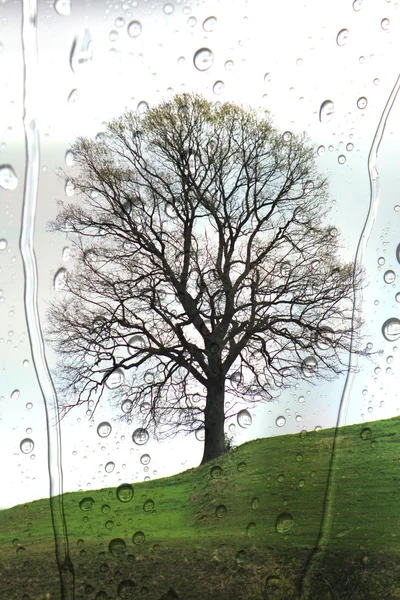 Bir ağacın arkasına ıslak cam — Stok fotoğraf
