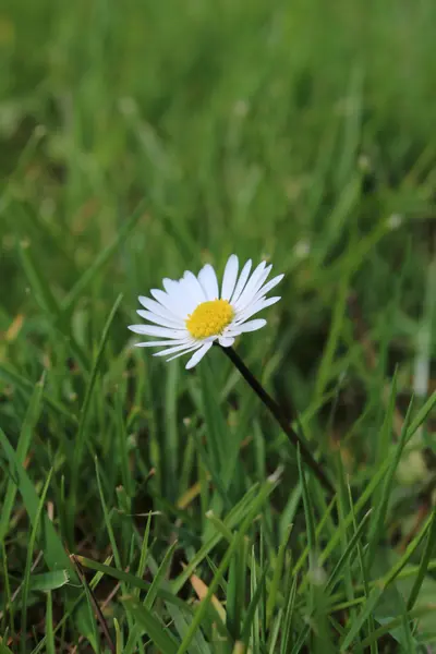 Mostrato piccoli fiori in primavera — Foto Stock