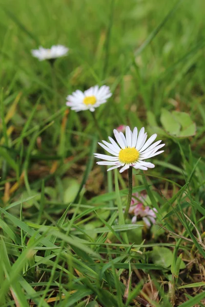 Küçük çiçekler ilkbaharda gösterdi — Stok fotoğraf
