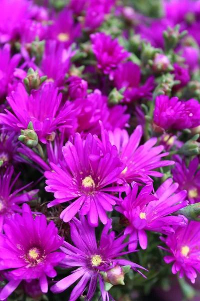 Piękne kolorowe kwiaty — Zdjęcie stockowe