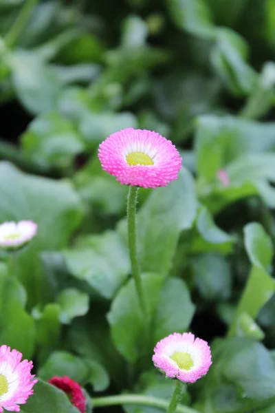 Schöne bunte Blumen — Stockfoto