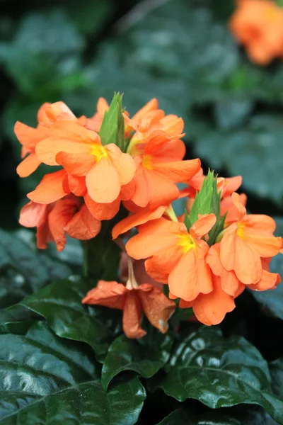 Vackra färgglada blommor — Stockfoto