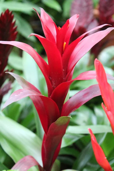 stock image Beautiful colorful flowers