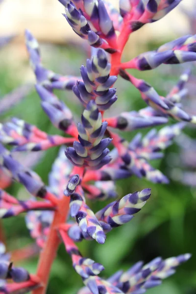 stock image Beautiful colorful flowers