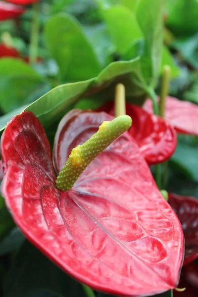 stock image Beautiful colorful flowers