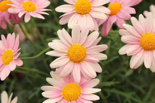 Una hermosa floración —  Fotos de Stock