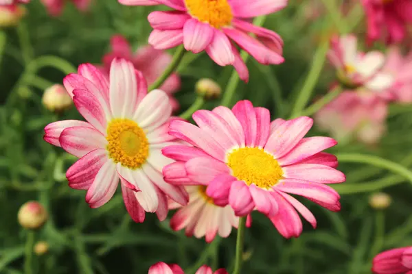 En vacker Blom — Stockfoto