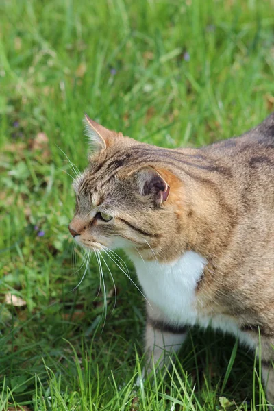 Een mooie kat in de tuin — Stockfoto