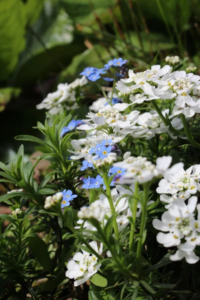 Bellissimo giardino fiorito in estate — Foto Stock