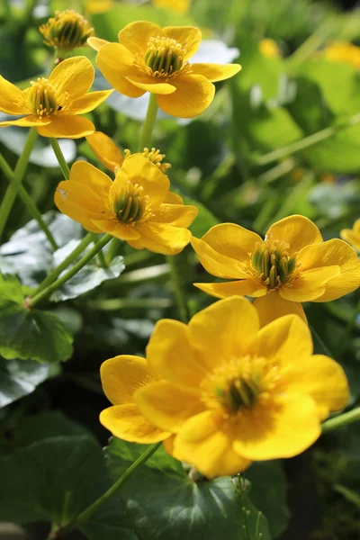 Güzel çiçek bahçesi yaz aylarında — Stok fotoğraf