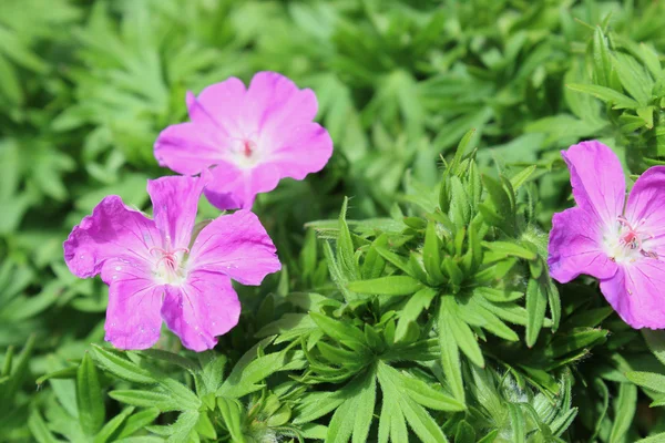 Vacker blomma trädgård i sommar — Stockfoto