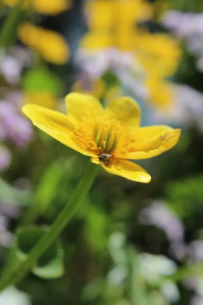 Красивий квітник влітку — стокове фото
