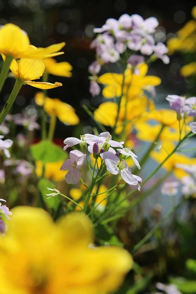 Beautiful flower garden in summer — Stock Photo, Image