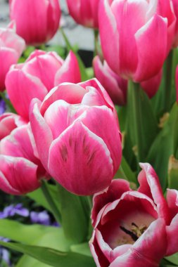 Bahçedeki güzel çiçekler